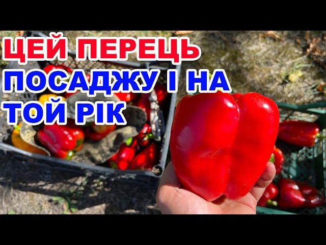 Великий огляд перцю . Які перці посадити для гарного врожаю ?