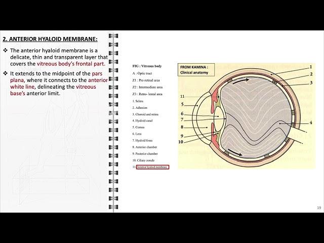 Anatomy of vitreous