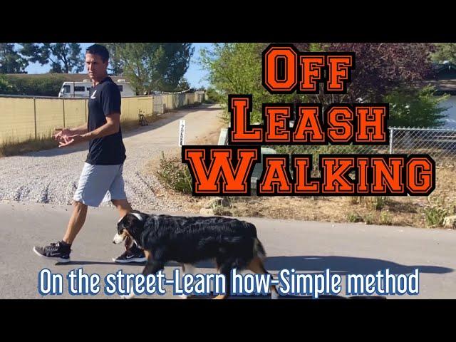 Learn the simple process to walk off leash with distractions