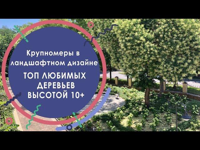 Крупномеры в ландшафтном дизайне. Топ любимых деревьев высотой 10+