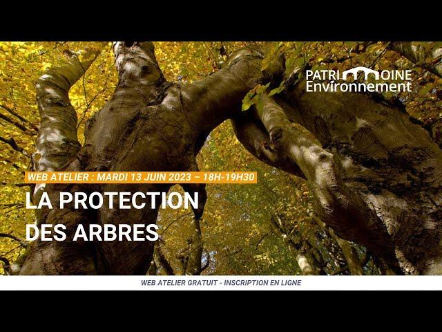 Web Atelier n°34 : La protection des arbres