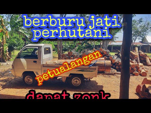 Berburu jati perhutani (proses belah kayu) dapat zonk satu