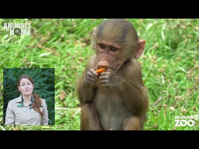 Baboon keeper talk from Melbourne Zoo