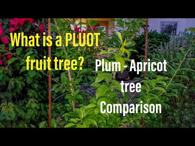 Comparing a Pluot tree to Plum and Apricot trees - Arizona Zone 9B Backyard Orchard