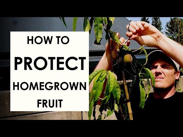 This ONE TIP will save your backyard fruit harvest!