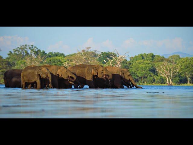 A heard of Elephants quenching their thirst || Sri Lanka wildlife || Ceylon Wild Tales