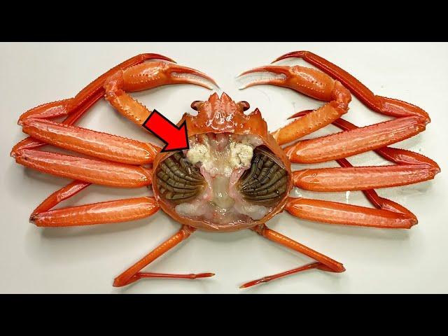 Strange Organ Inside the Crab ! - Crab Dissection