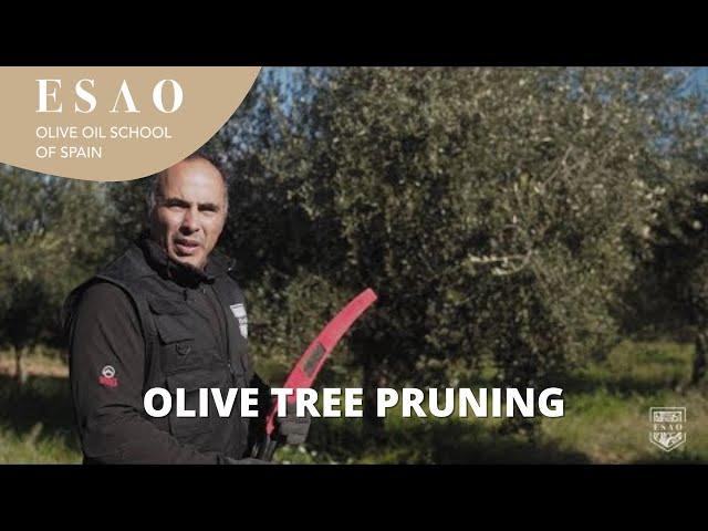 Olive tree pruning practical example | Olive Grove | Master Olive Oil Consultant Certification