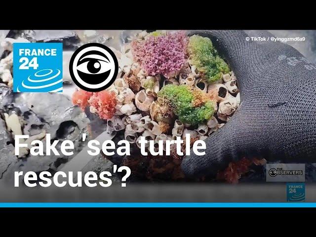 The TikTokers carrying out fake sea turtle rescues • The Observers - France 24