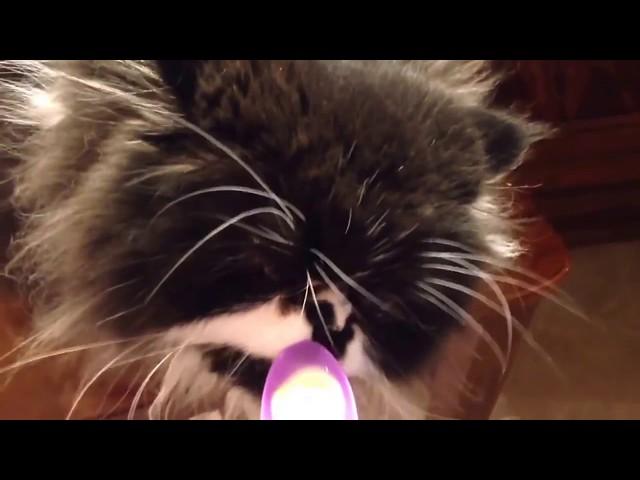 Cat Licks Ice Cream And Gets Brain Freeze