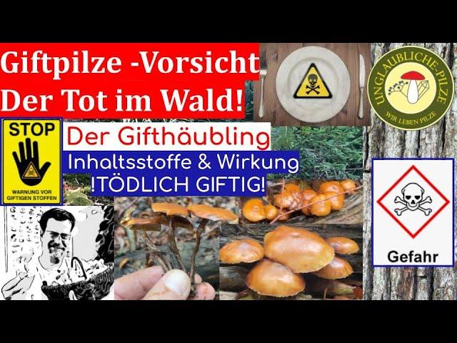 Der Gifthäubling  der Tod im Wald! Giftpilze erkennen und bestimmen - Pilzwissen - Sept 2022