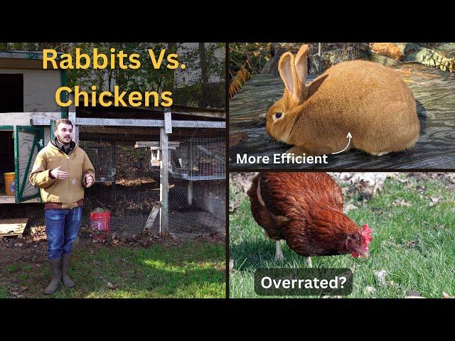 Why You Should Raise Meat Rabbits Instead Of Chickens