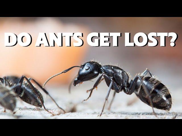 What will happen to an ant that gets separated from its colony?