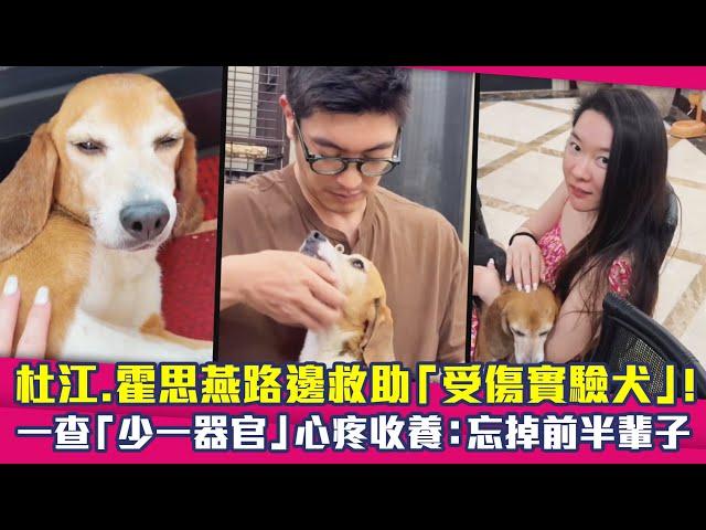 杜江.霍思燕路邊救助「受傷實驗犬」！　一查「少一器官」心疼收養：忘掉前半輩子