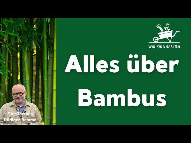 Bambus im Garten - unsere Tipps