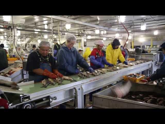 Processing salmon fish at the local Petersburg Cannery in Alaska