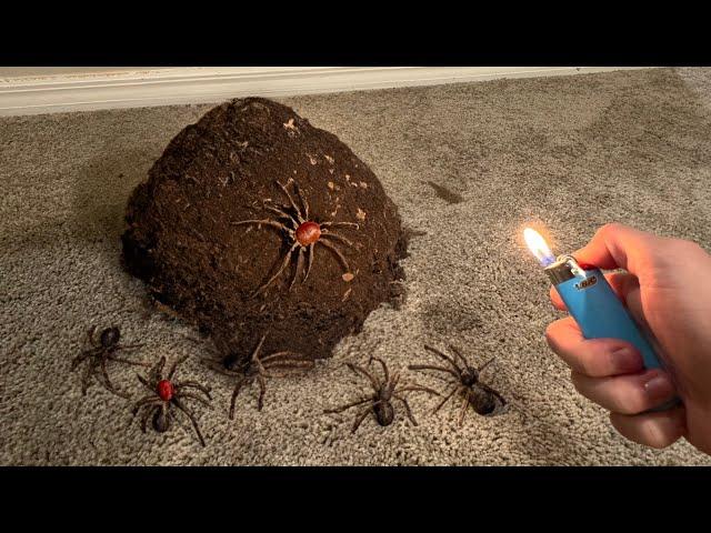 I set the SPIDER'S NEST on FIRE.