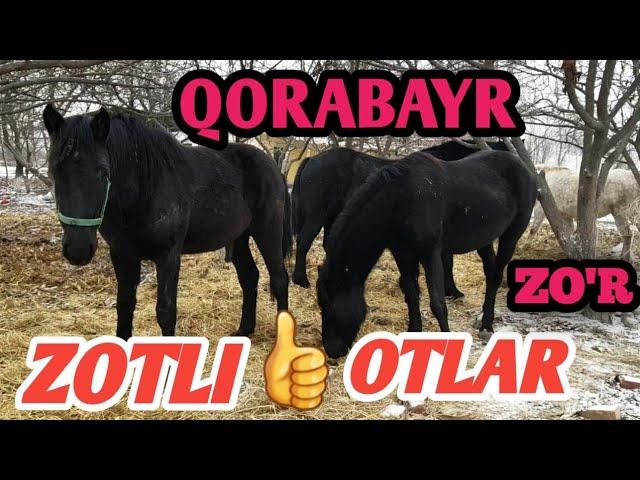 7-yanvar, 2021 YILQCHILIK ZOTLI OTLAR , QORABAYR OTLAR , JAVLON UZ .