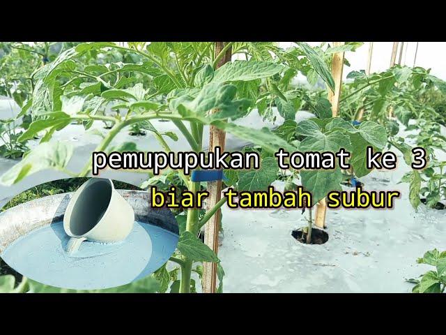 Pemupukan tomat servo F1 biar makin subur .