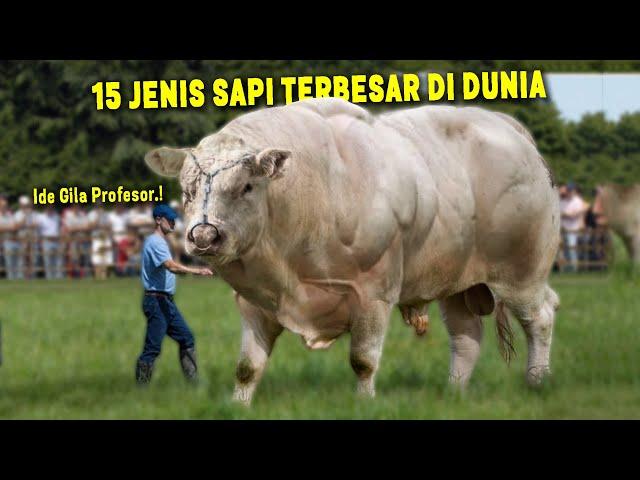 SAPI MONSTER 2 TON SEBESAR GAJAH.! 15 Jenis Sapi Terbesar di Dunia ~ Sapi Kurban 2024