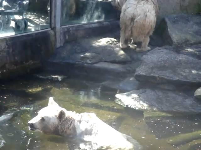 Brown Bears