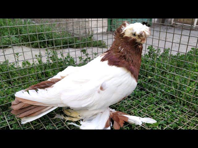 Мы должны сохранить такую ​​красоту! Двухчубые голуби. Tauben. Pigeons. Palomas. Pombos.