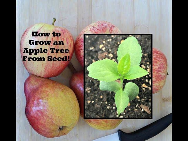 How to Grow an Apple Tree From Seed!