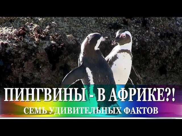 Пингвины - в Африке?! Где и как живут маленькие африканские (очковые) пингвины