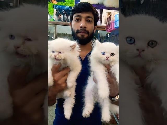 Persian cat triple coat | Tollinton market Lahore | Persian cat blue eyes | Cat shop - 0324-8420892