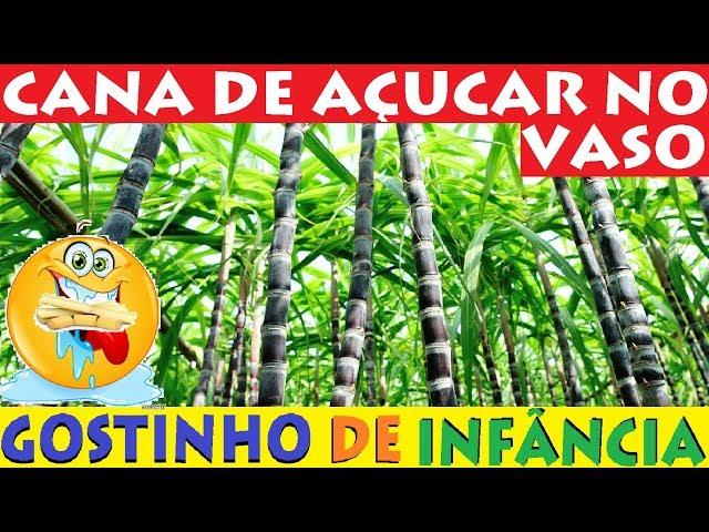 Como plantar cana de açúcar em vasos! Do Plantio a colheita!