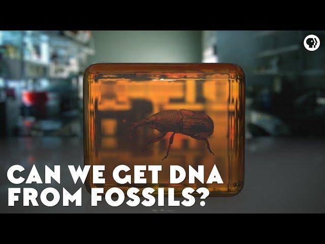 Can We Get DNA From Fossils?