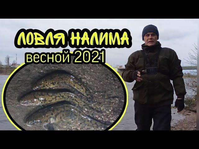 Ловля налима на донки весной 2021 | Налим с берега на донки