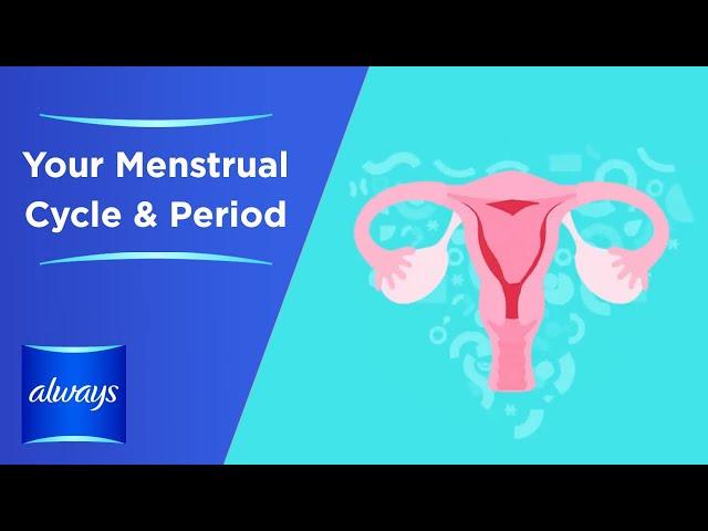 Your Menstrual Cycle &  Periods in 3 Minutes