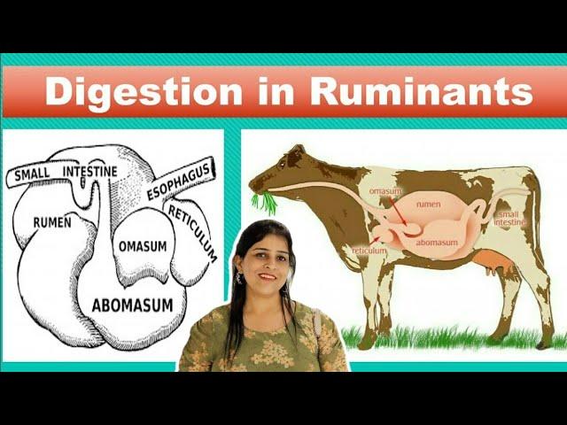 Digestion in Ruminants