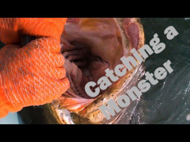 Catching a  Goliath Grouper