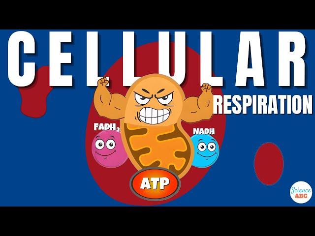 Cellular Respiration: How Do Cells Get Energy?