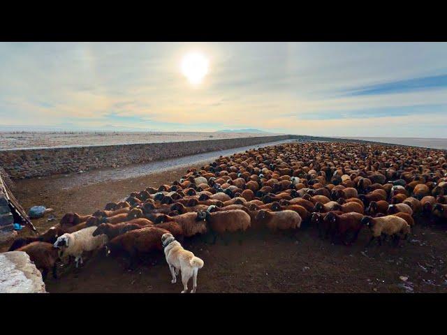 1500 SHEEP IN THE SAME FOLD - WE WENT ALL NIGHT TO AVOID BEING CAUGHT IN THE SNOW