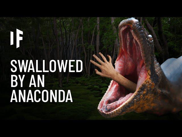 What If You Were Swallowed by an Anaconda?