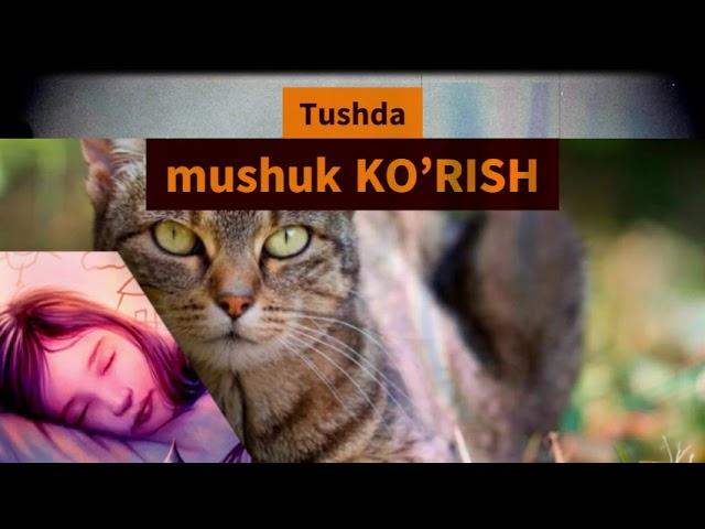 Tushda mushuk KO’RISH - Тушда мушук курса