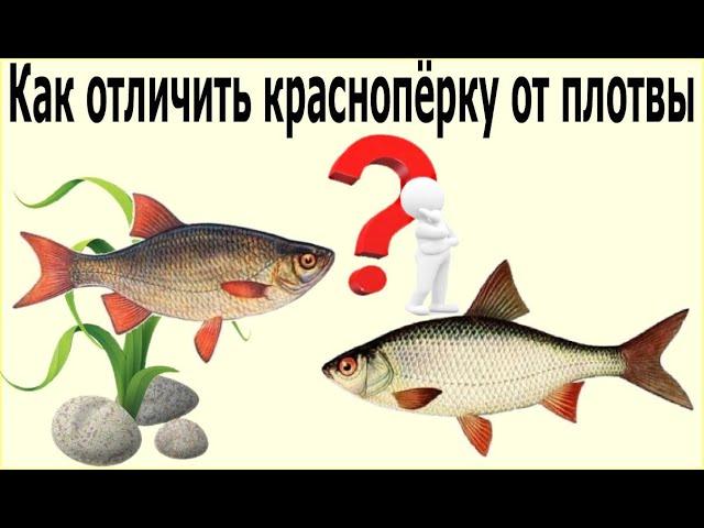 Самый простой способ как отличить краснопёрку от плотвы, густеру от плотвы и подлещика.