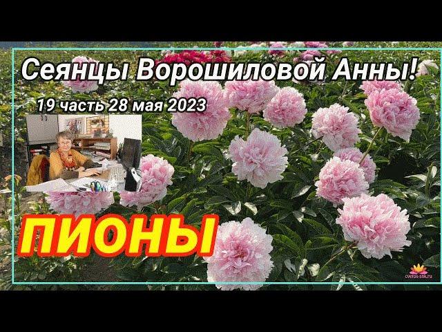 Сеянцы пионов Ворошиловой. Цветение 2023 года! Часть 19 / Сад Ворошиловой