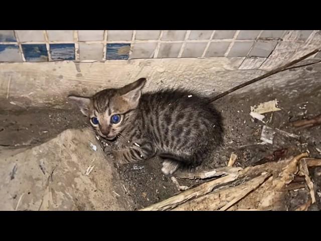 The abandoned kitten trembled in a corner, but after careful care, he chose to trust humans again.️