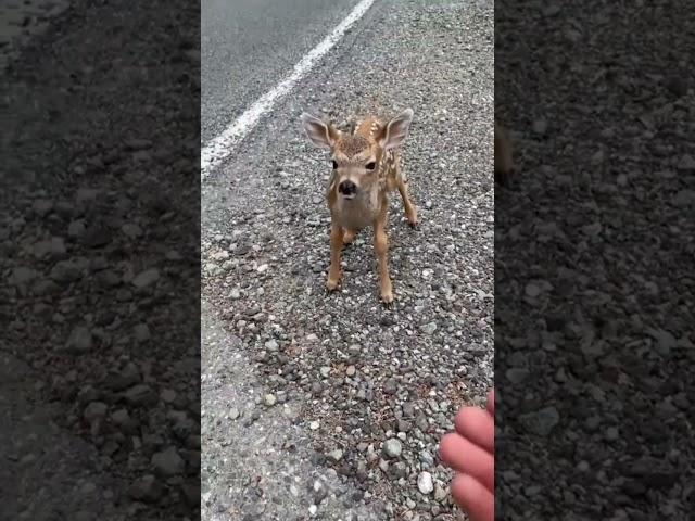 This Deer Was With Its Mother When It Did The Cutest Thing Ever