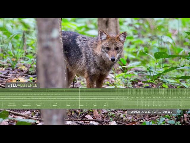 Golden Jackal Sounds - Howling & barking calls from a wild jackal in Thailand