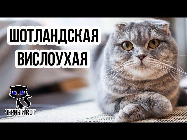  Шотландская вислоухая кошка -  самая популярная порода кошек в России