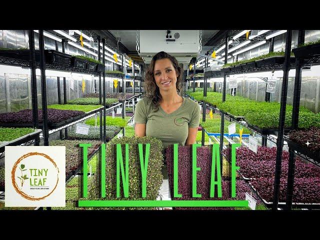 How to microgreen farm, a must watch!  TINY LEAF FARM  - S1 E1