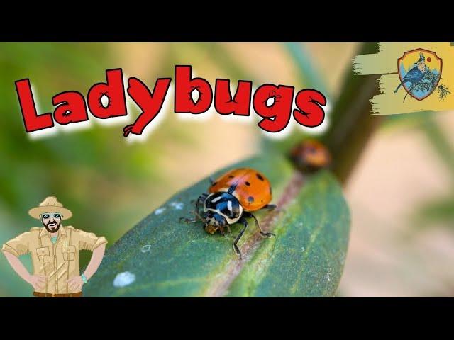 Amazing Ladybug Facts For Kids | Kids Nature Show