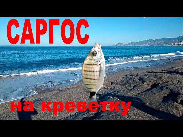 Морская рыбалка. Как ловить морскую рыбу на креветку.