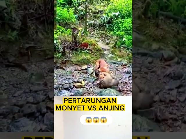 Pertarungan Monyet vs Anjing #shortvideo #animals