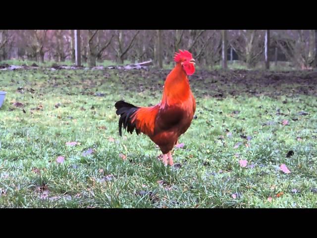 Chant du Coq  Marans     The  Marans rooster song